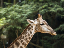 Giraffe in Sao Paulo Zoo.